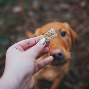dog+rewards - Copie